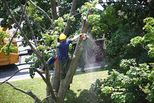 Best Commercial Tree Services  in University, FL